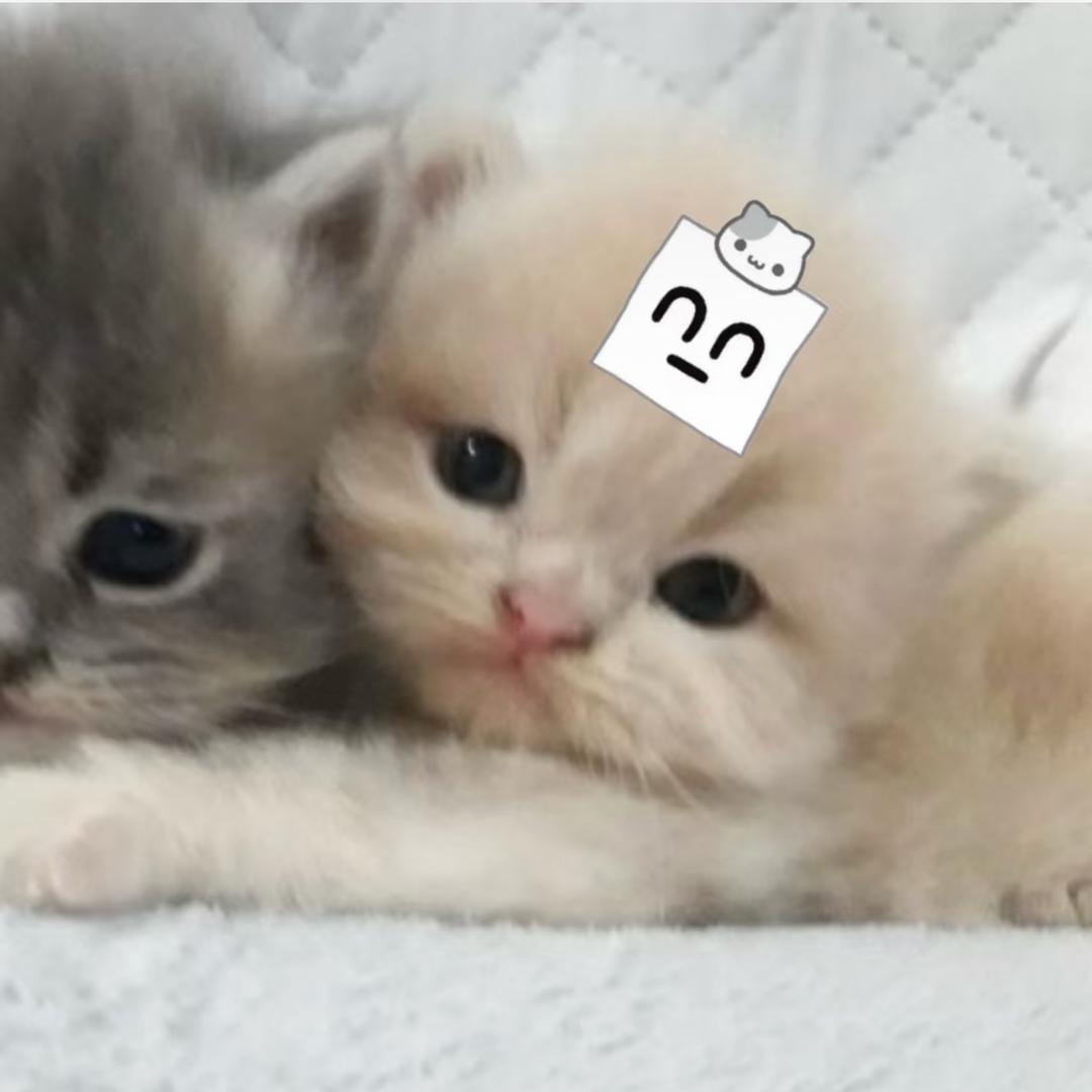Di滴