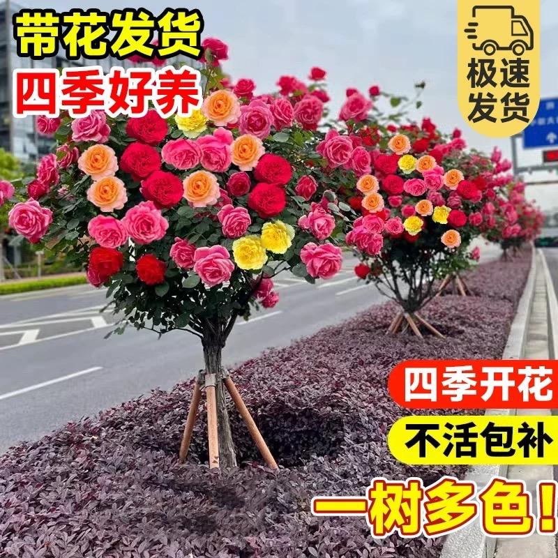 爱尚花漾园艺