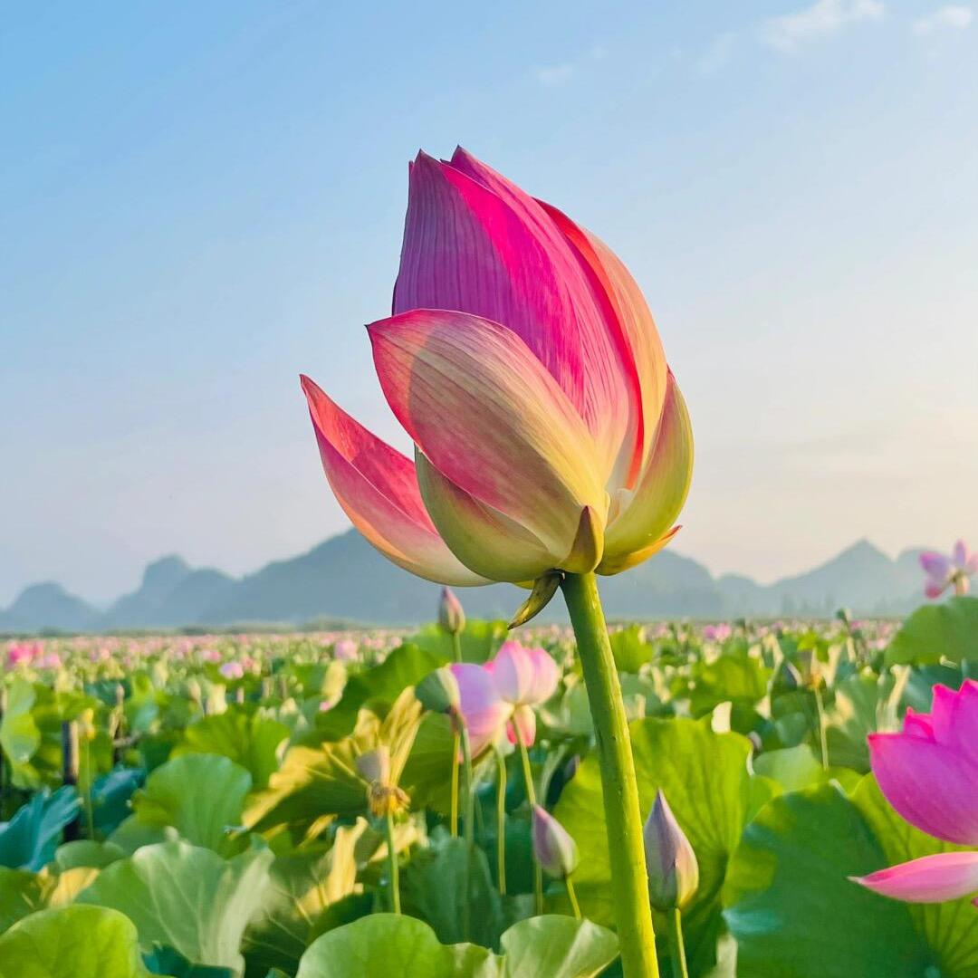 舒沐晴