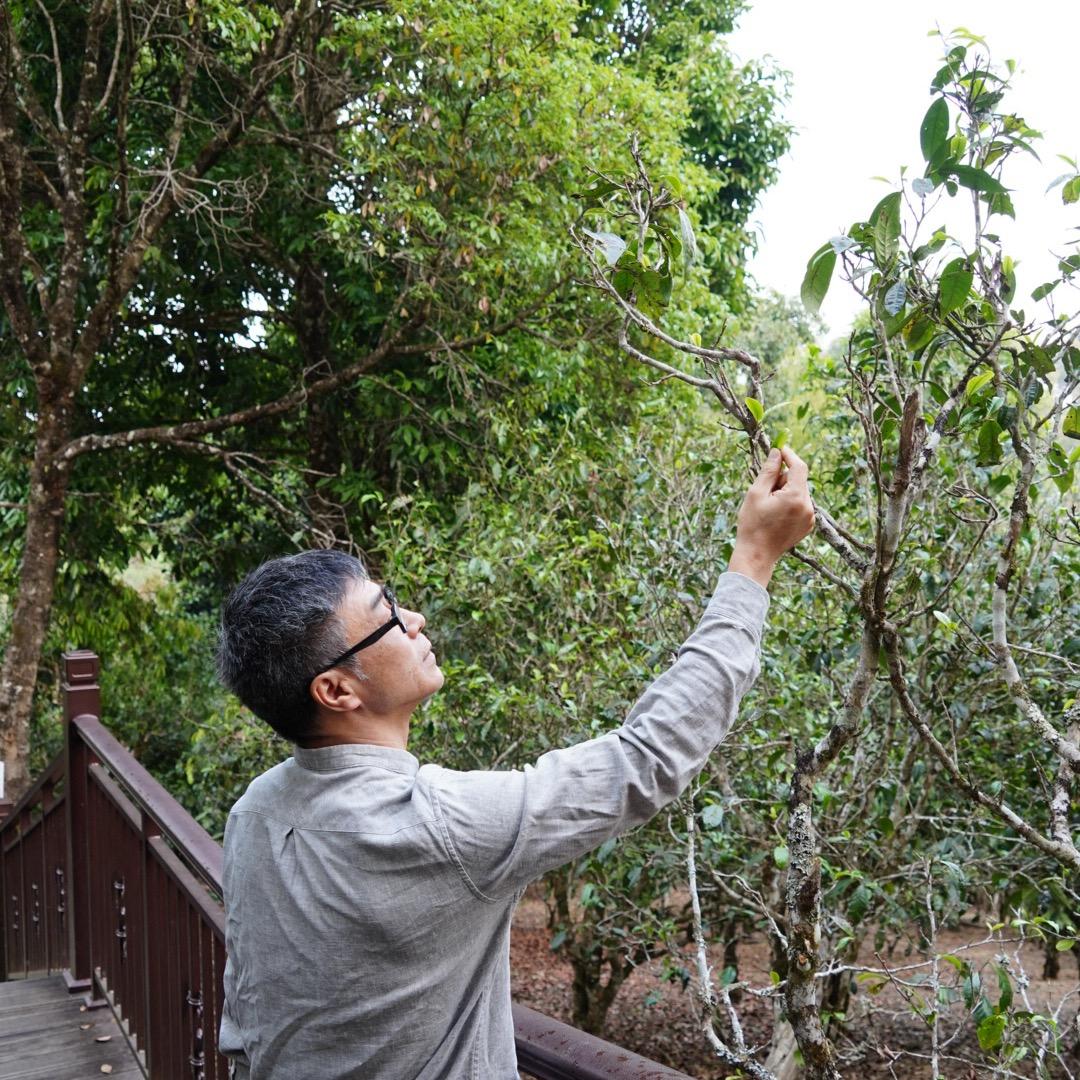 苍宇私藏茶馆