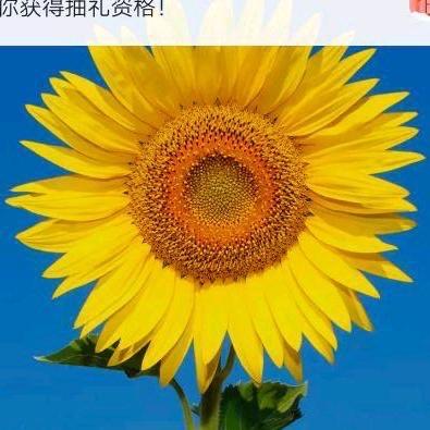 巴次