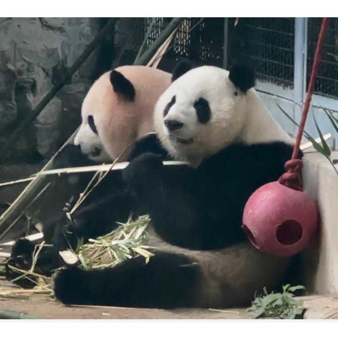 熊猫观察员