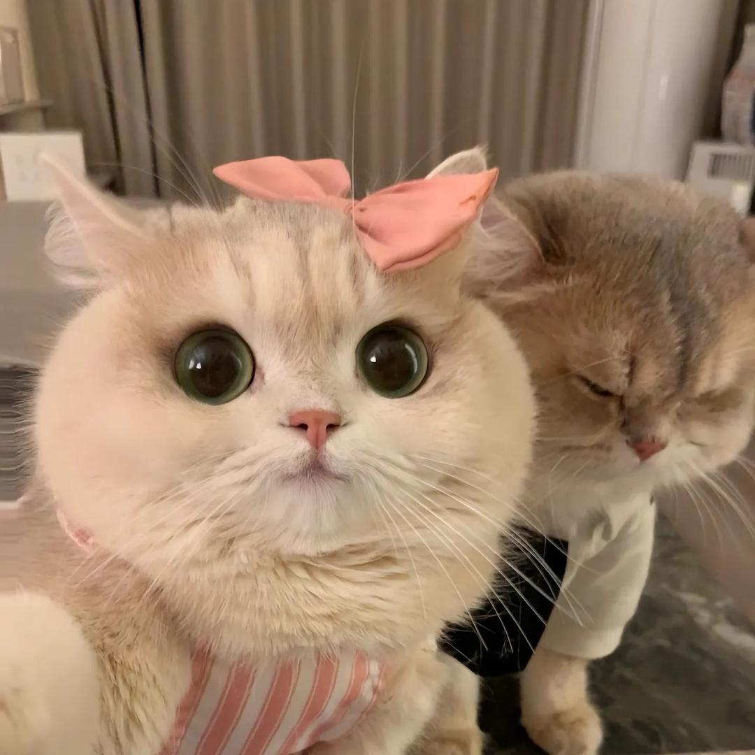 小笨宝