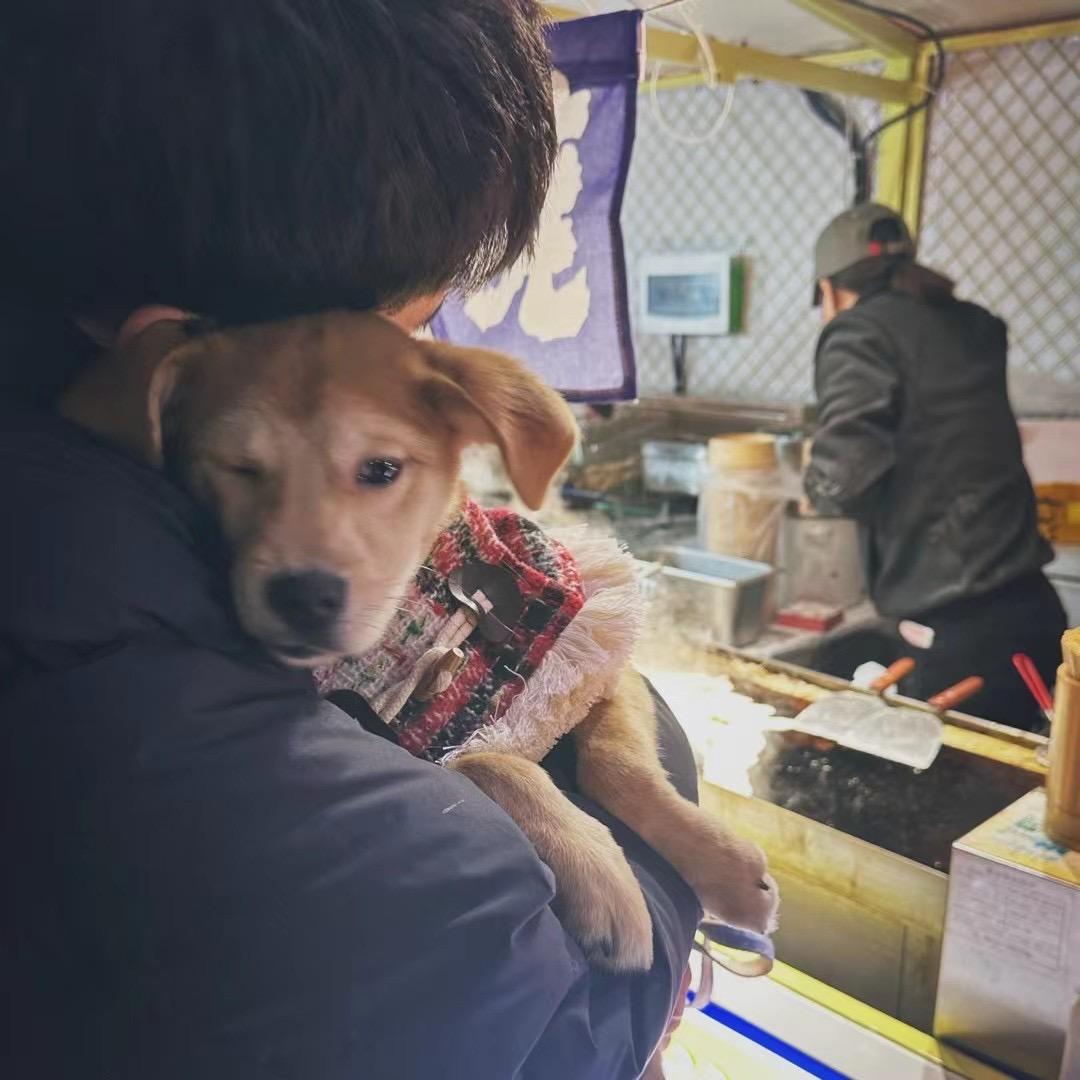 今天又想吃芝士
