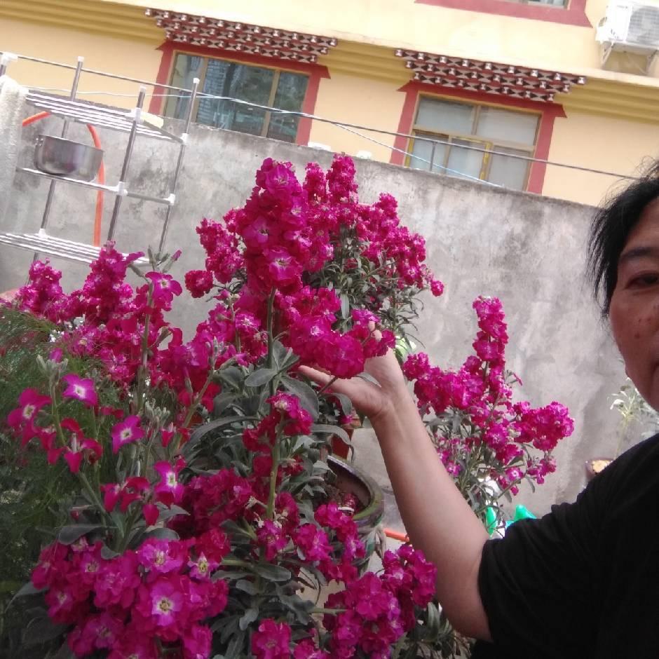 王🌺梅