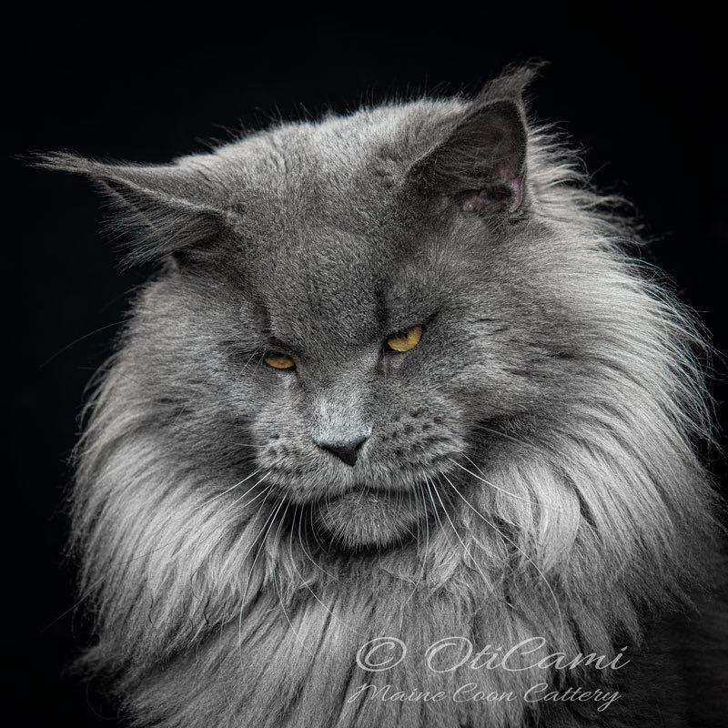 OtiCami_cattery