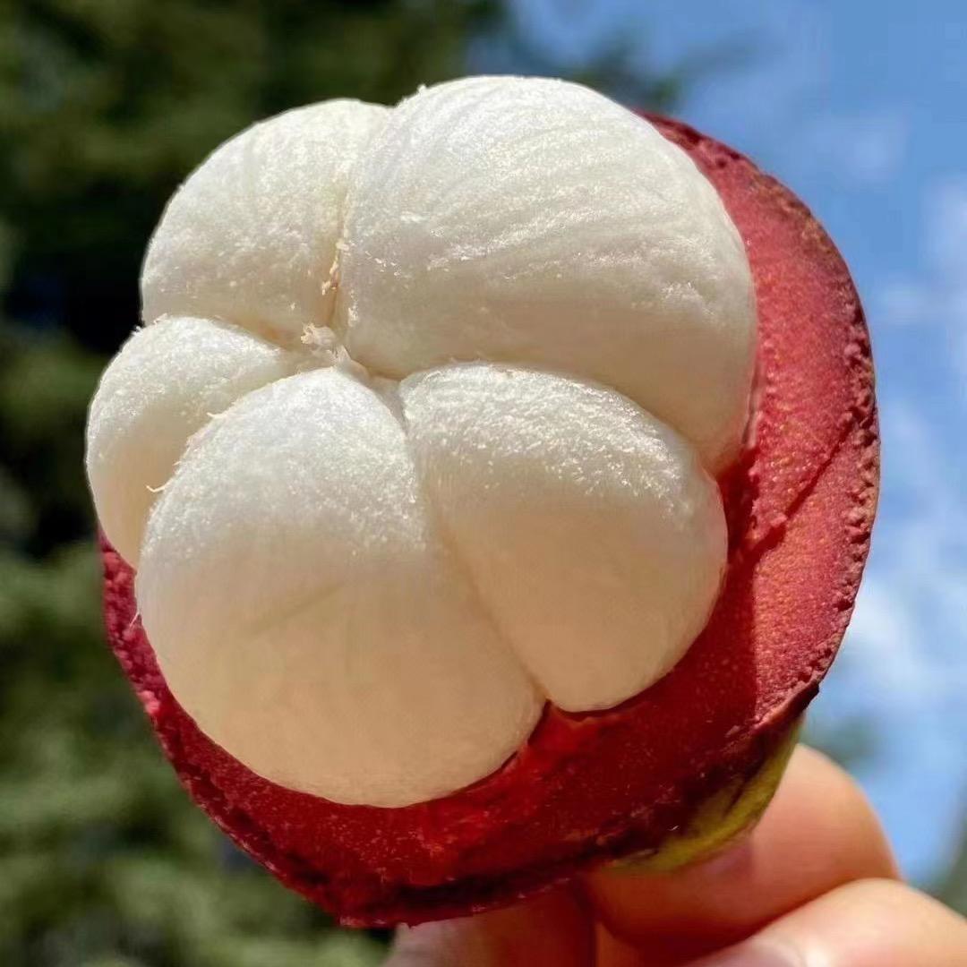熊猫鲜果严选（山竹季）
