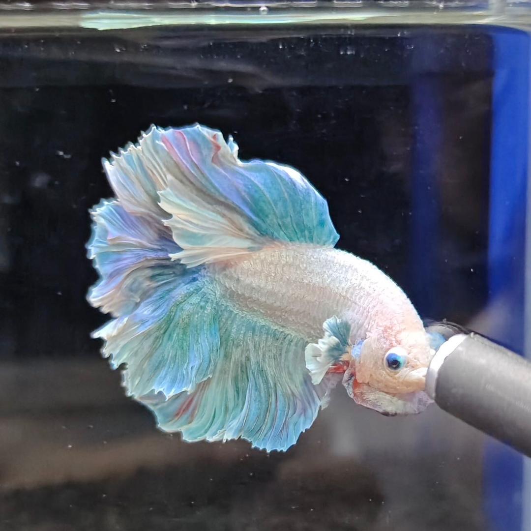 彩鸿水族馆