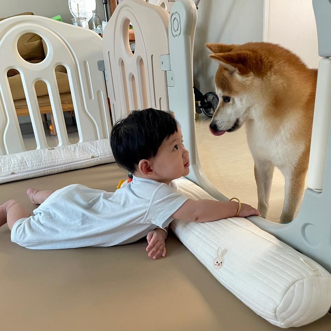 柴犬赞赞