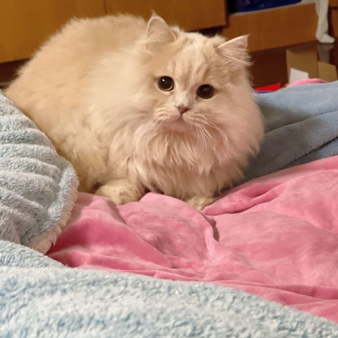 猫腻猫咪生活馆