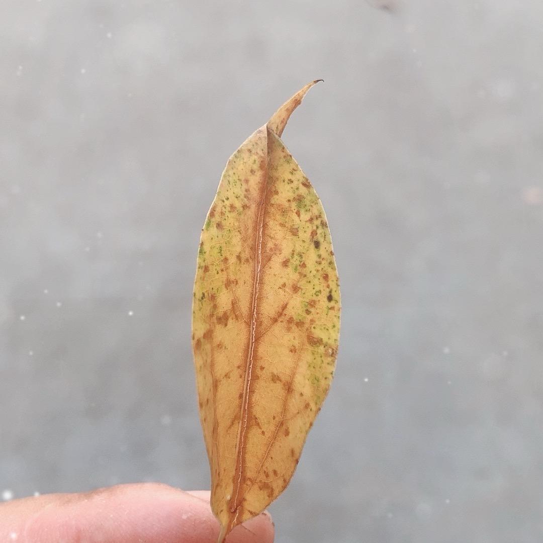 看风看雨