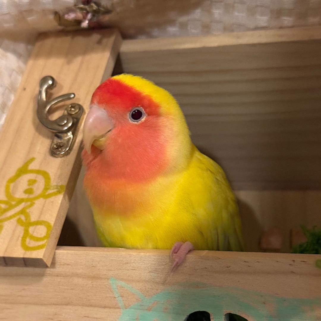 mimo