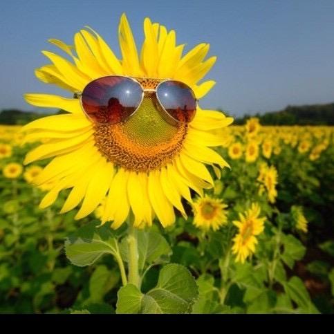 🌻