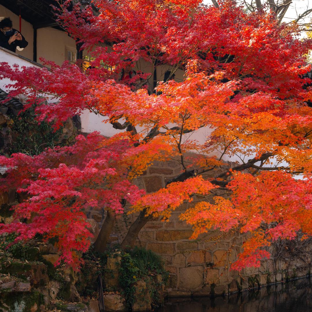 雄鹰庭院花园景观树