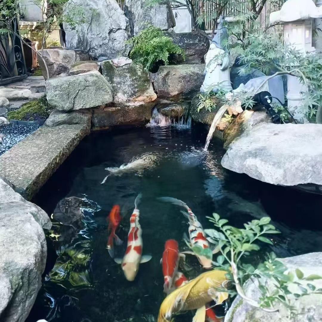 二哥有鲤