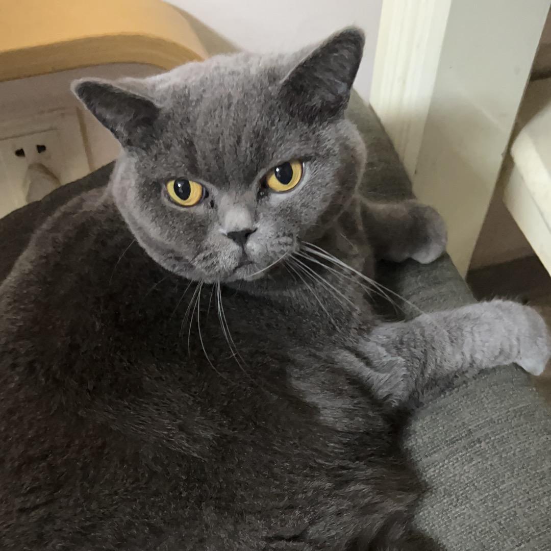 哆啦是只猫