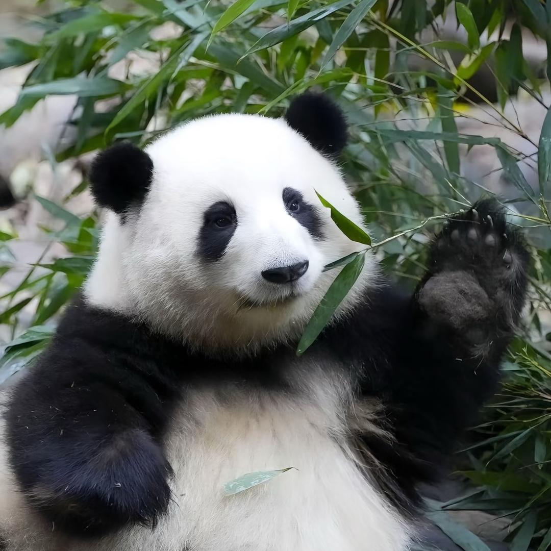 赛博小R