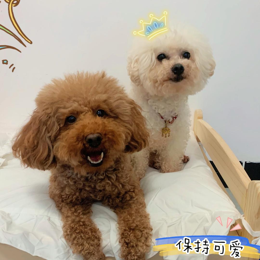 皮皮小妞电铺