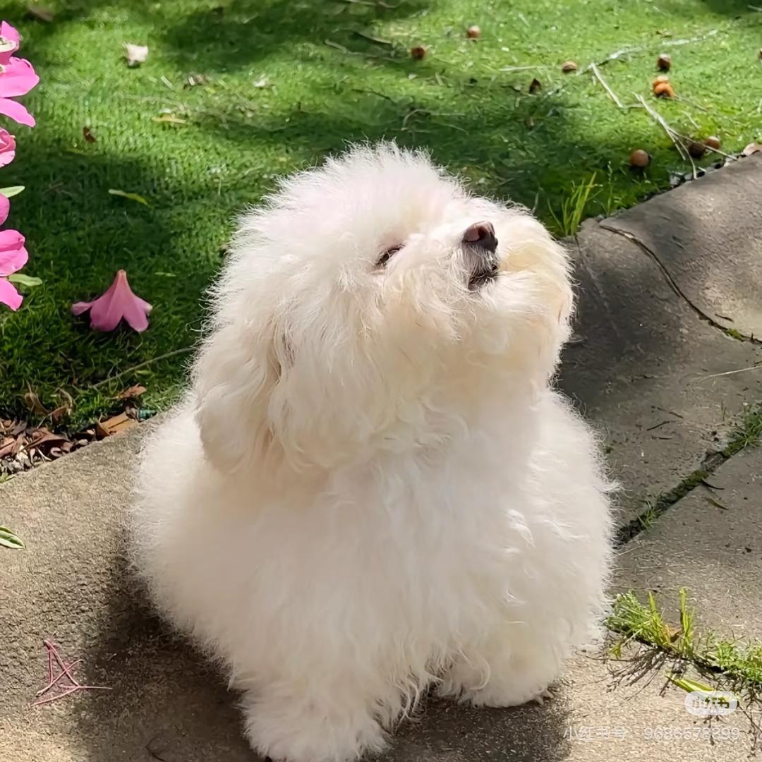 晴天娃娃