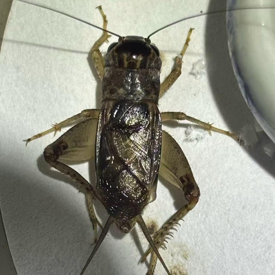 满意秋虫