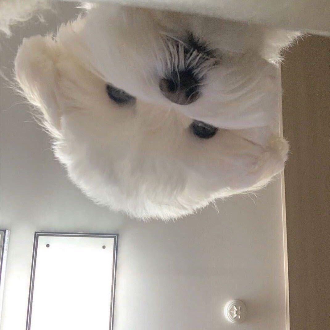 牙