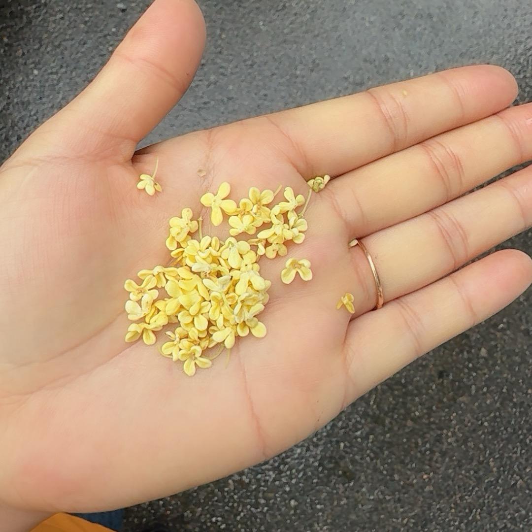 🌻࿐ᝰℳ.