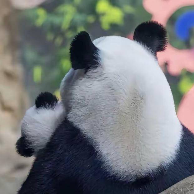 七宝家孕期穿搭