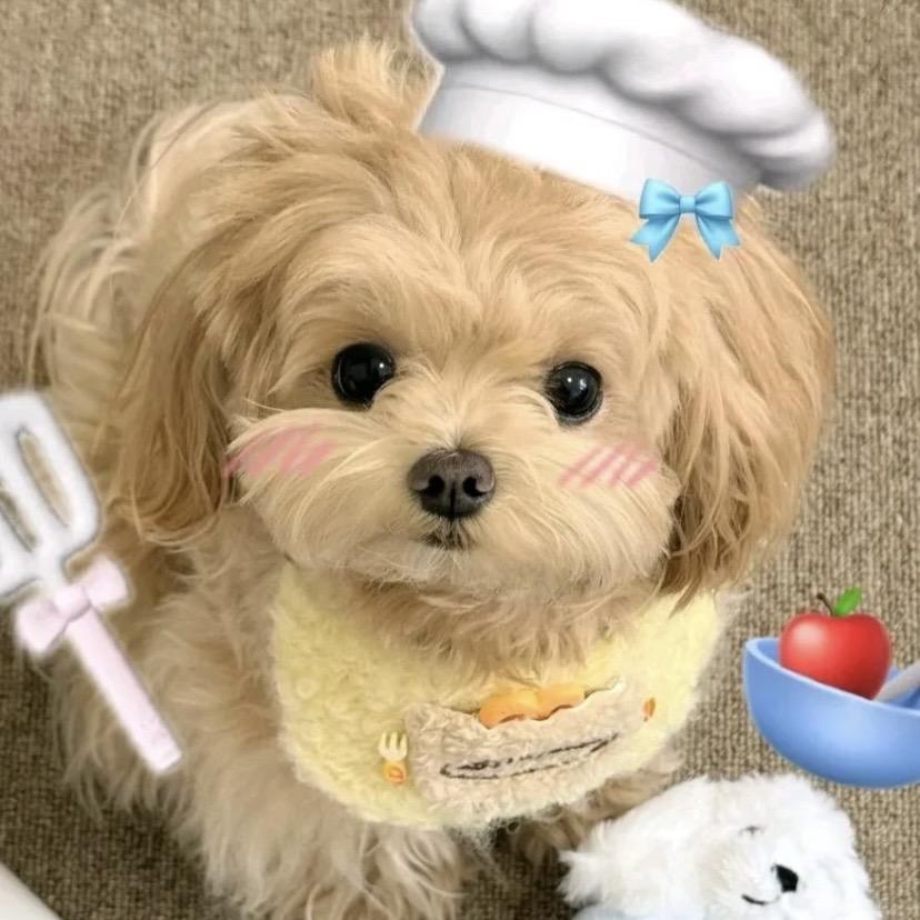 雪饼先先贝