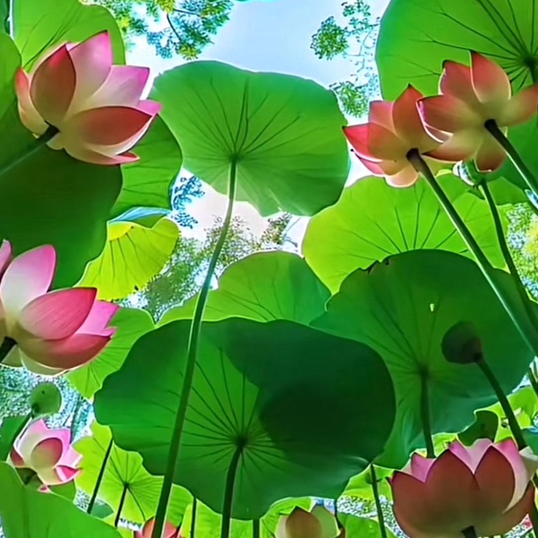 凤栖梧…