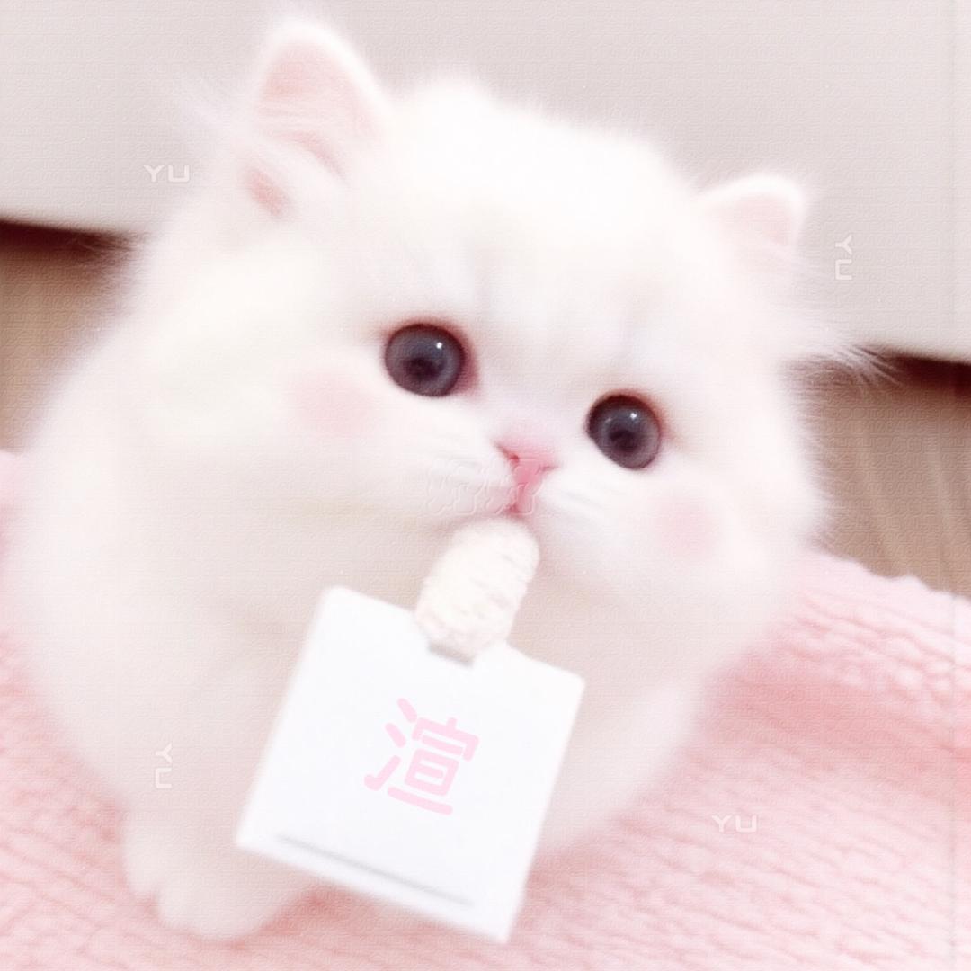 小叮叮当