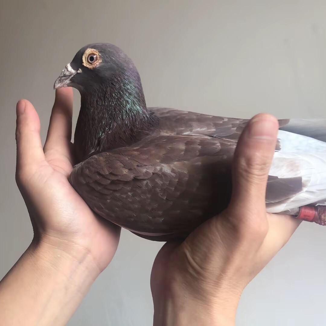 巷子鸽楼