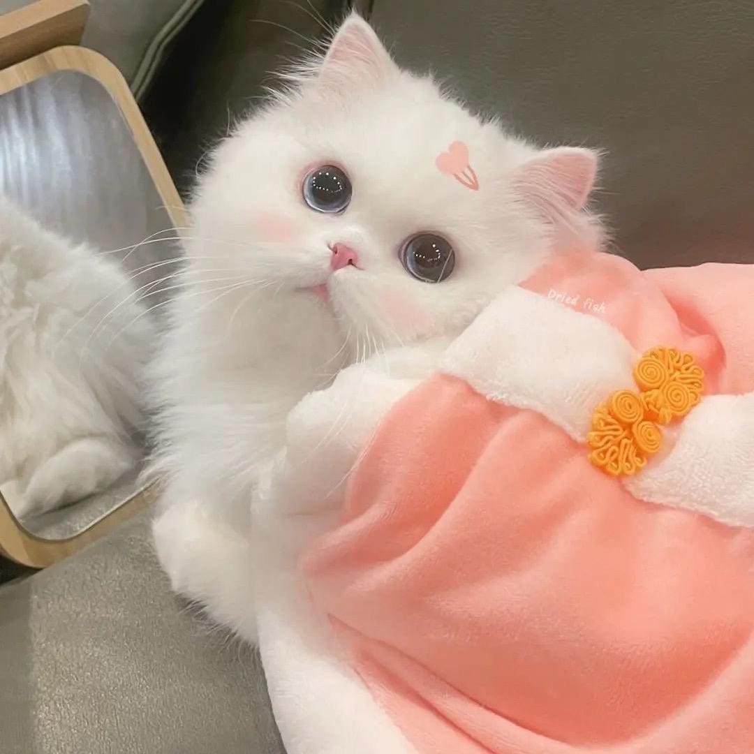 瑶瑶