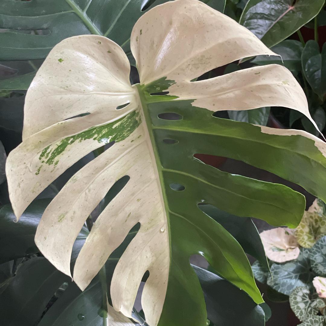 热植物语园艺