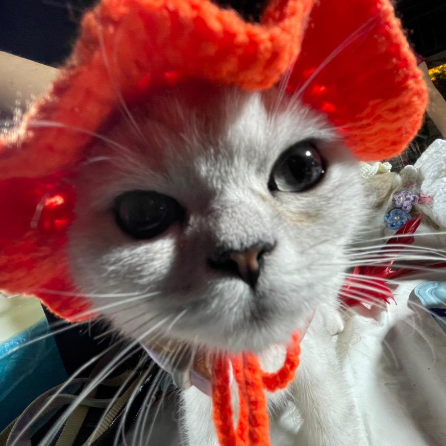 鸡猴