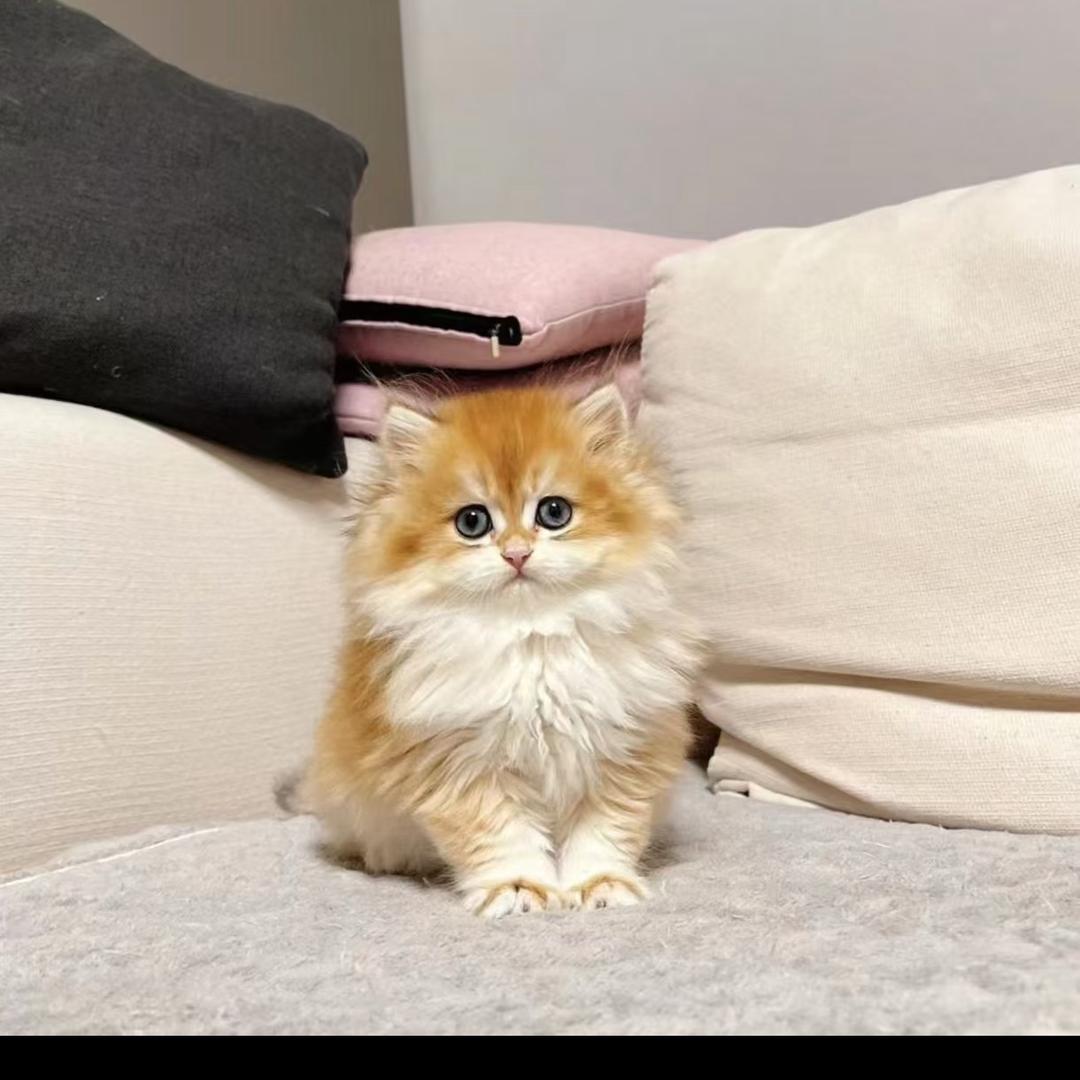 昆明鑫玥猫舍