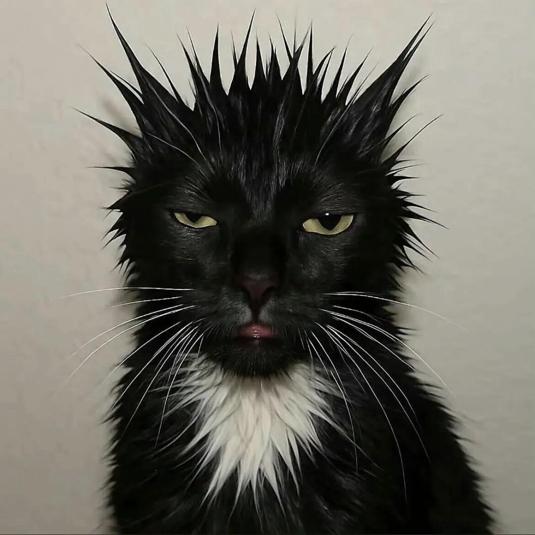 山猫