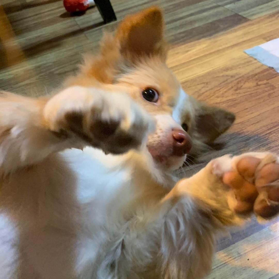 胖丁爱打瞌睡🐶