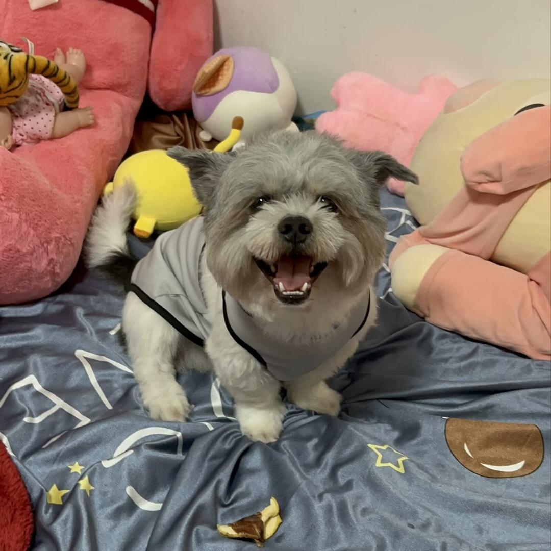 小小笨
