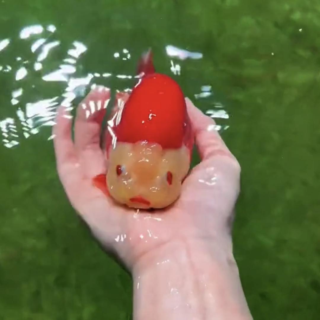 养鱼佬的金鱼