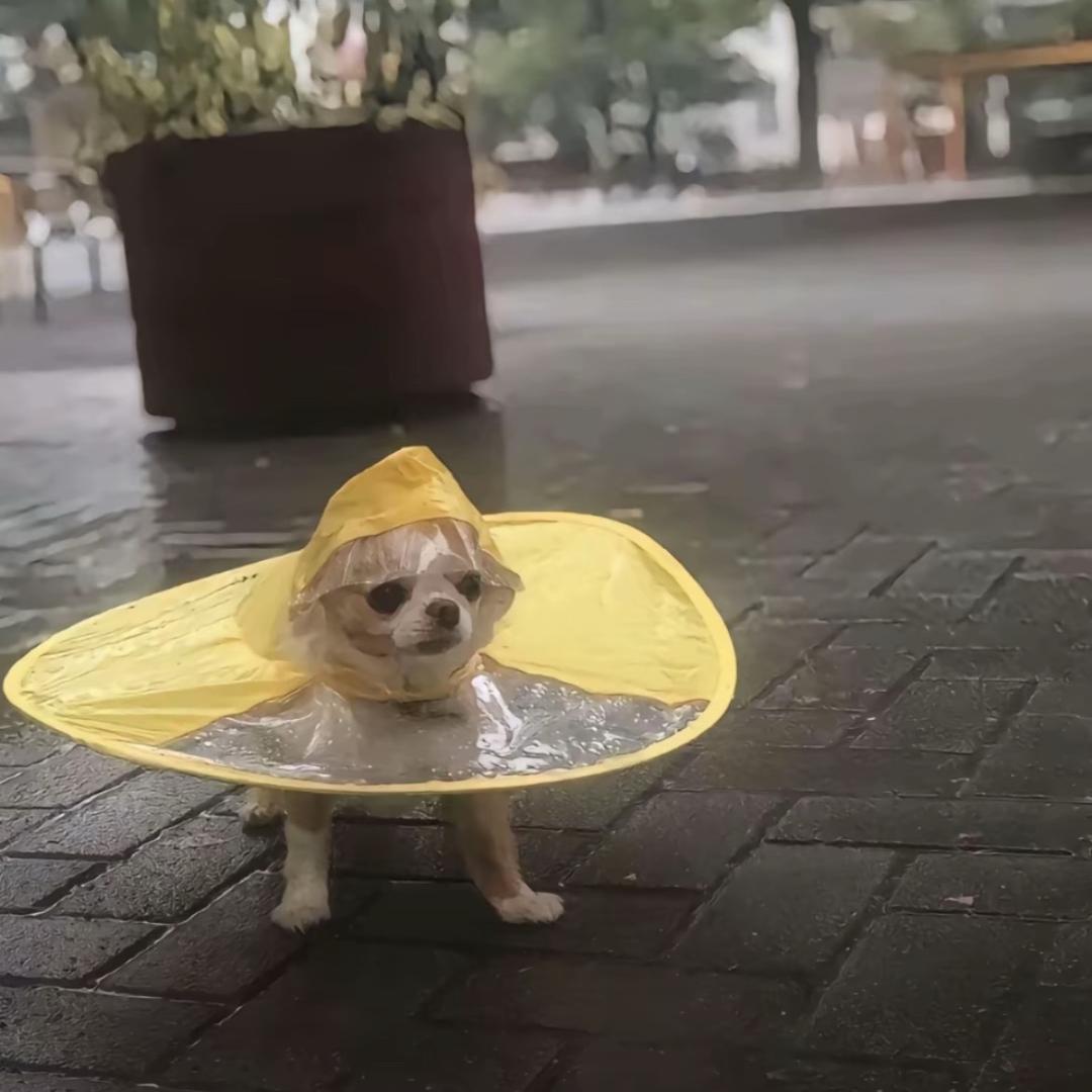 闭嘴吧你