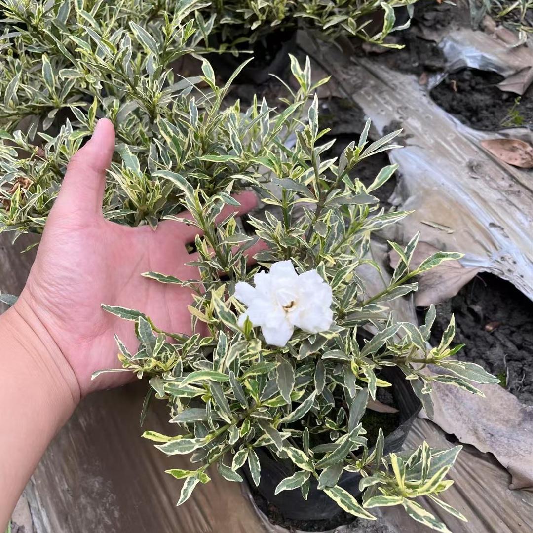 山水瑶花卉园艺