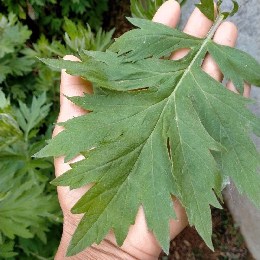艾草种植加工销售