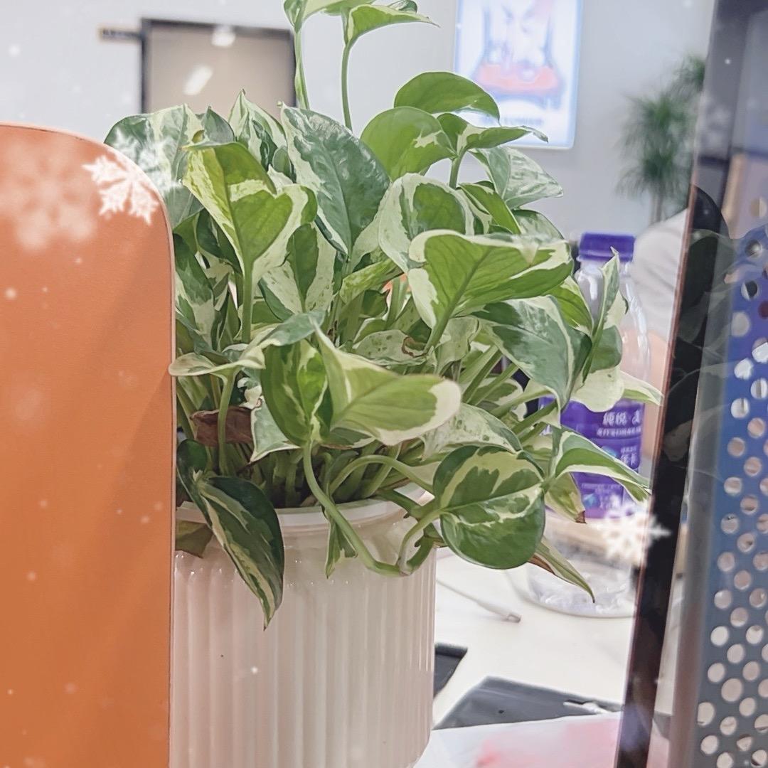 墨菲