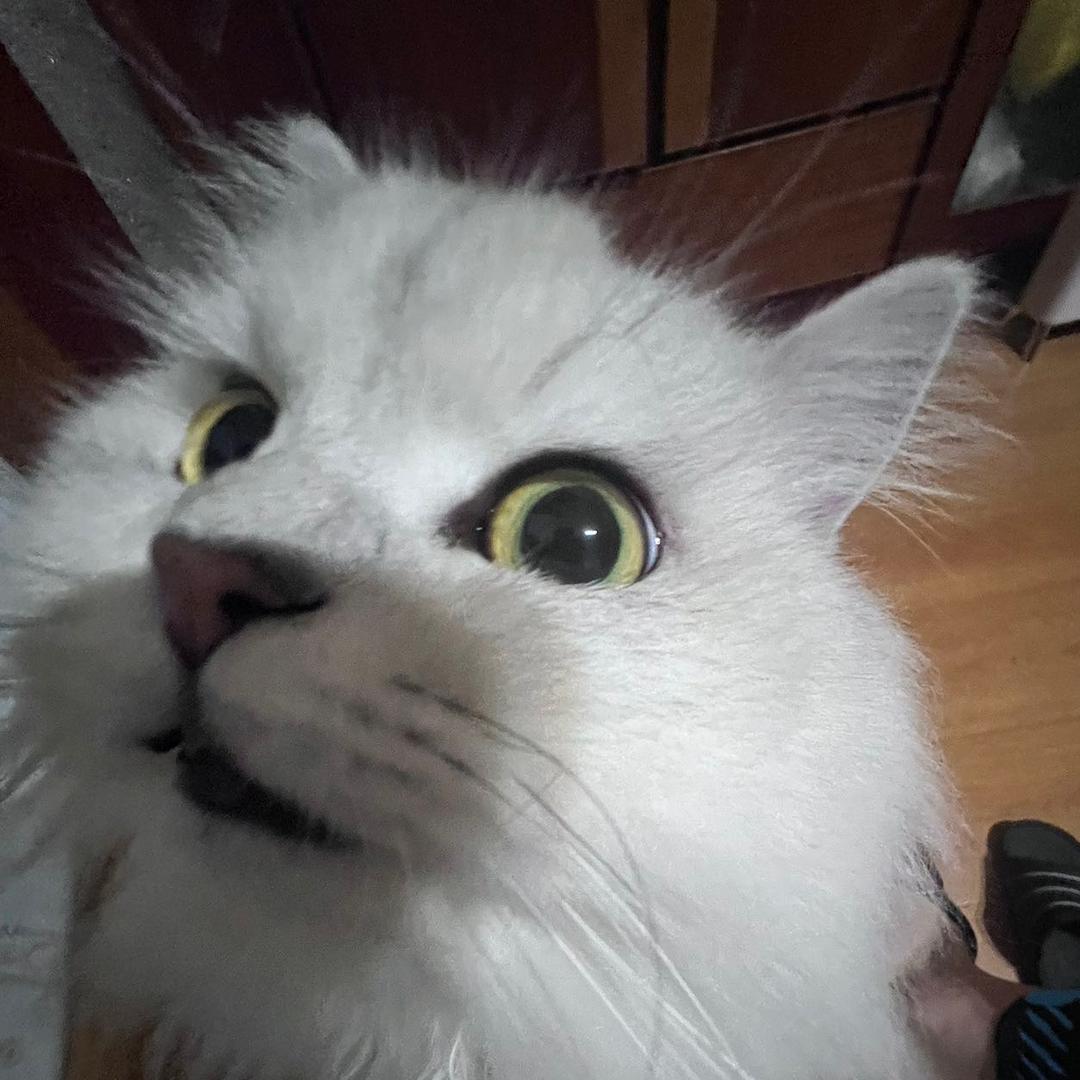 猫小花好费钱