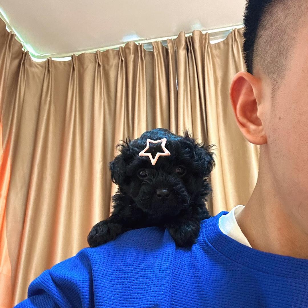 星星和小白的日常