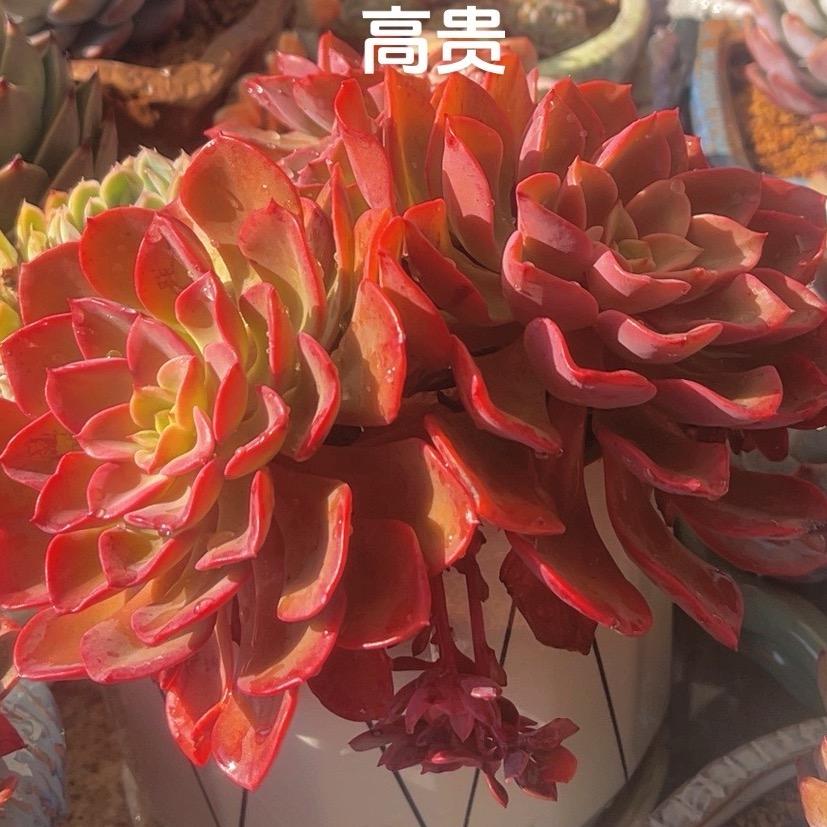渝.