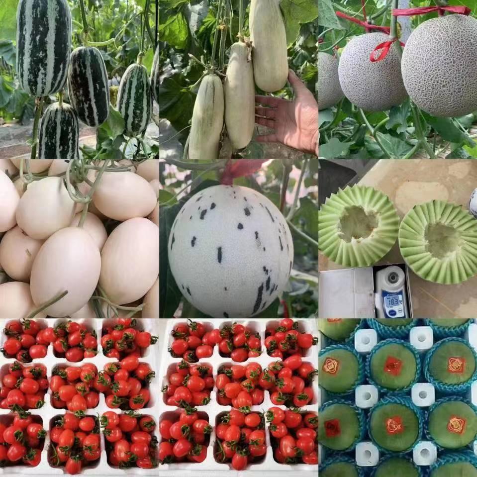 莘县大飞瓜果蔬菜专业代收