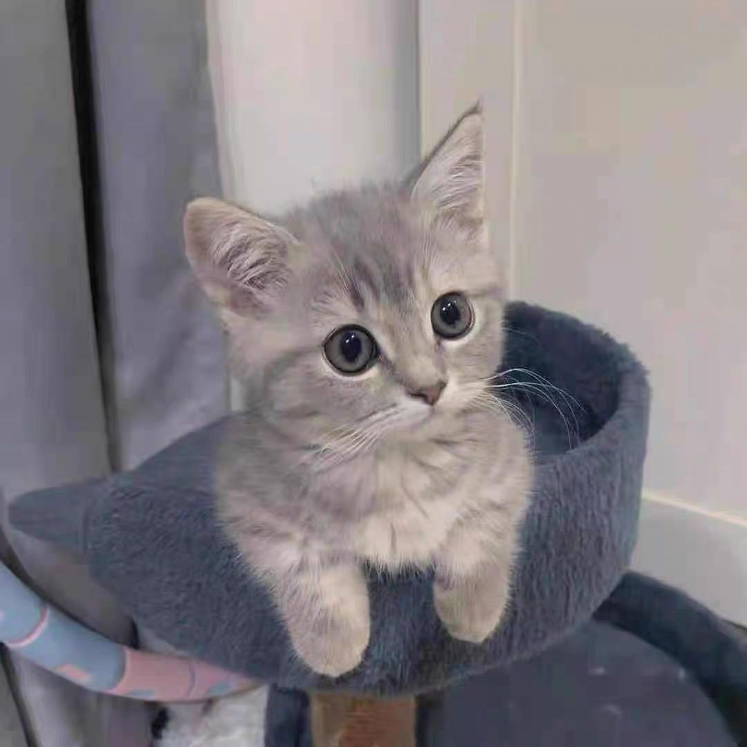 海上一只猫