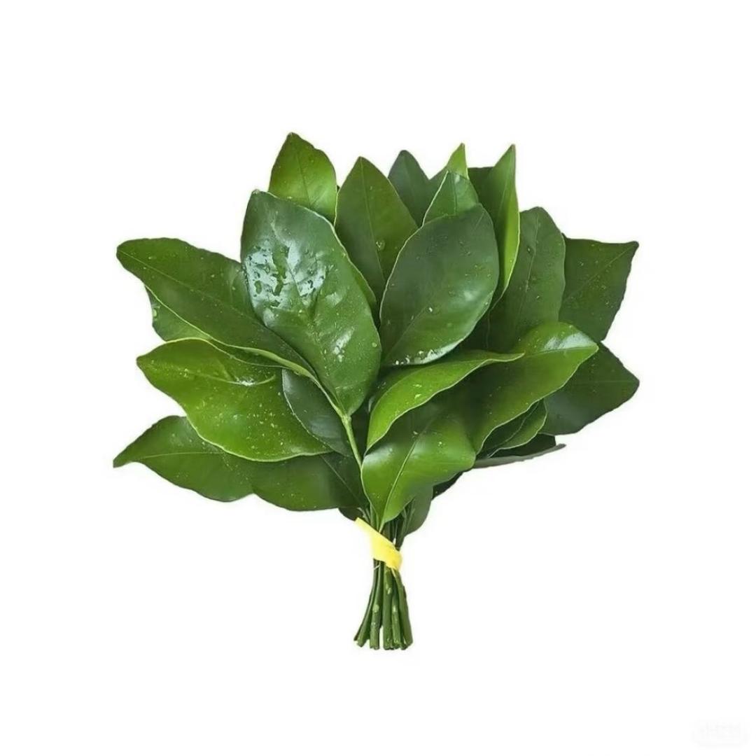 马乐琪