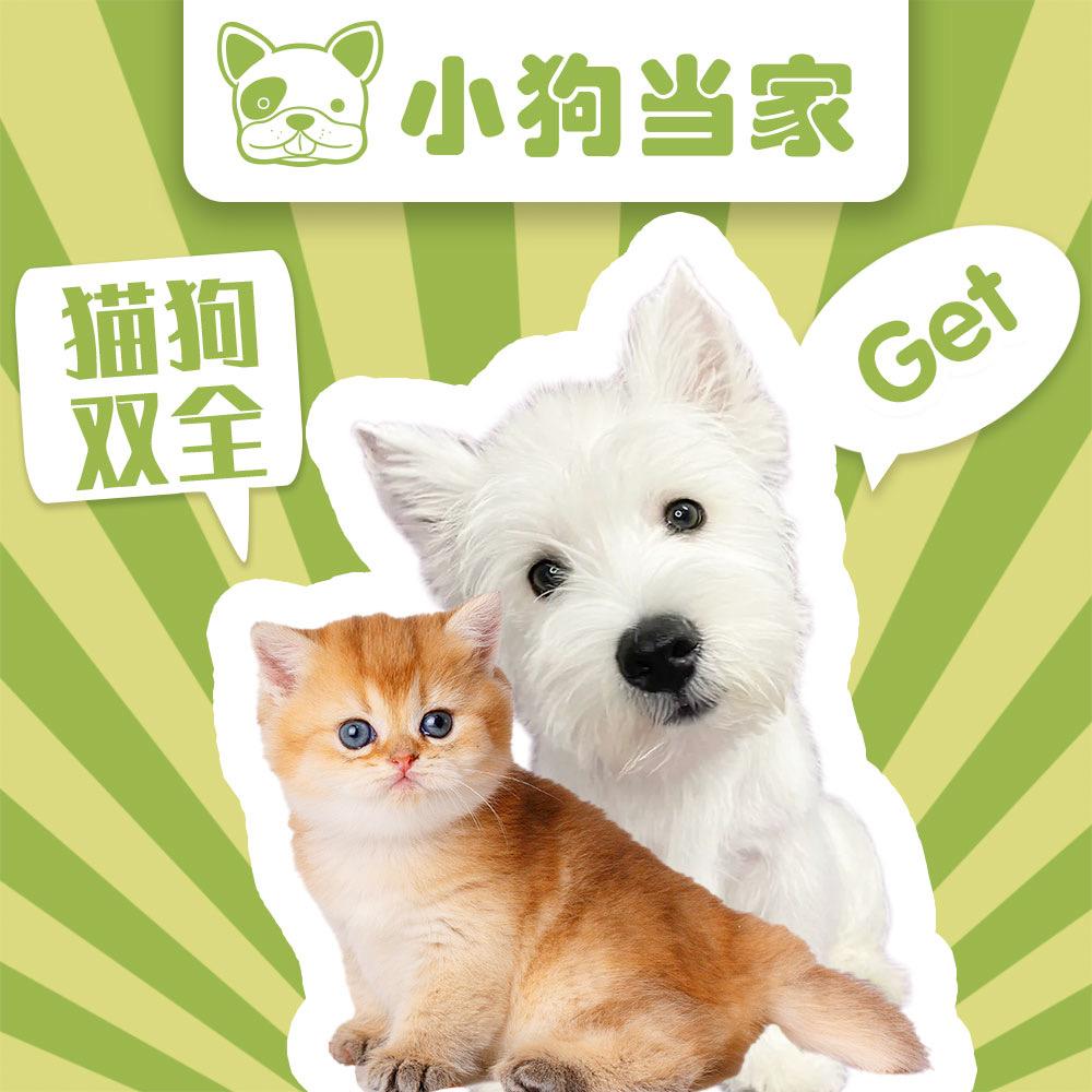 重庆小狗当家